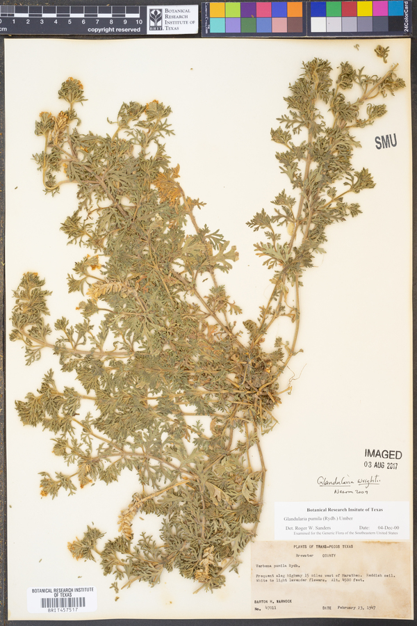 Glandularia wrightii image