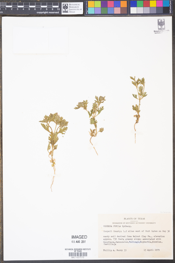 Verbena pumila image