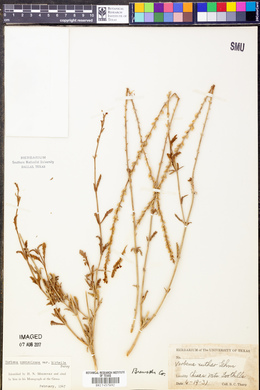 Verbena neomexicana var. hirtella image