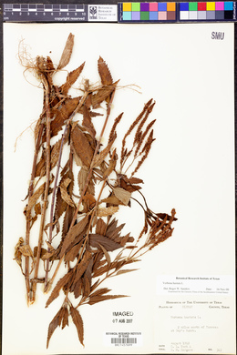 Verbena hastata image