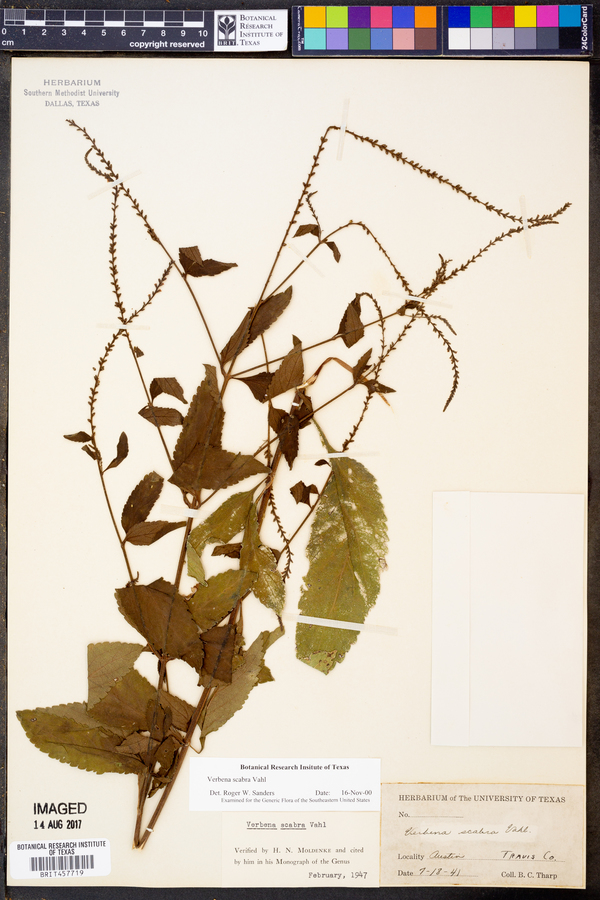 Verbena scabra image