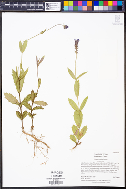 Verbena rigida image