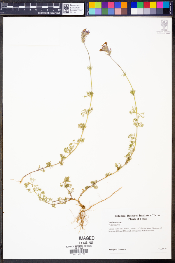 Verbena pumila image