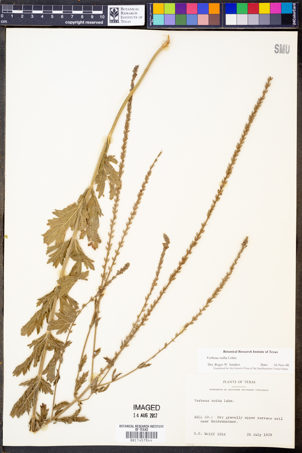 Verbena xutha image