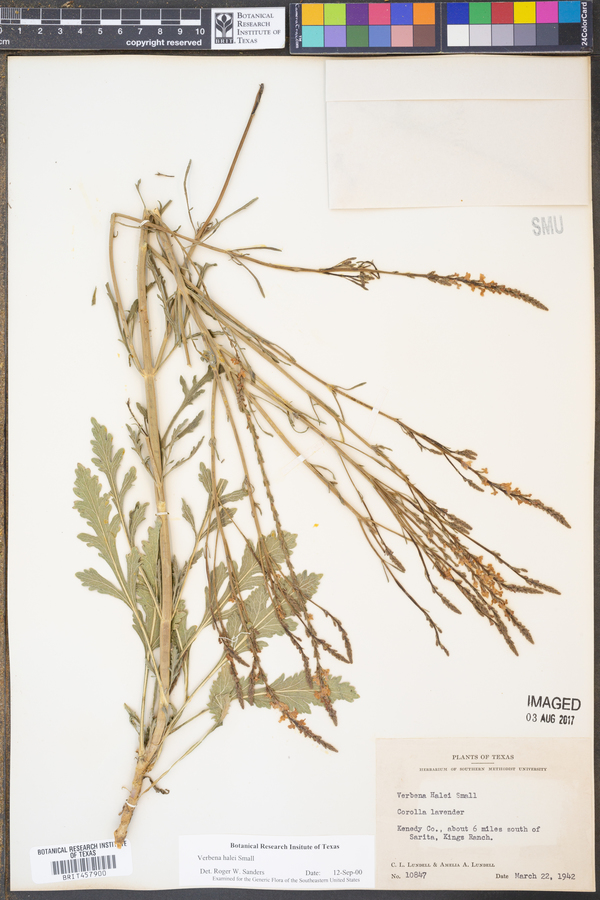 Verbena halei image
