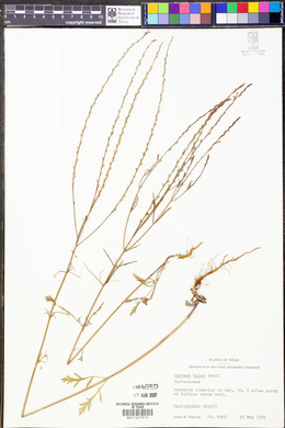 Verbena halei image