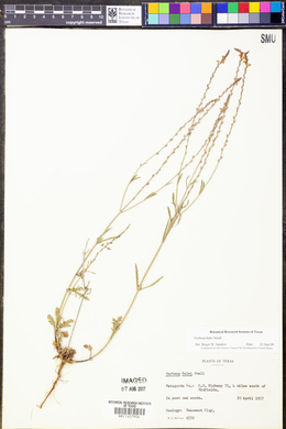 Verbena halei image