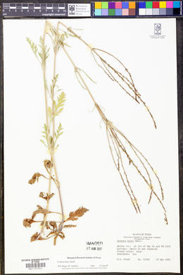 Verbena halei image