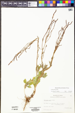 Verbena halei image