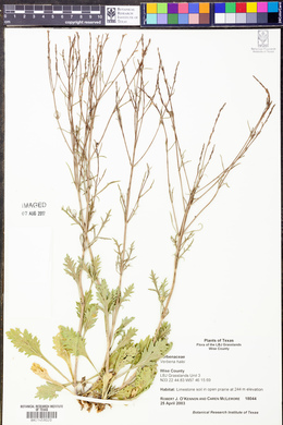 Verbena halei image