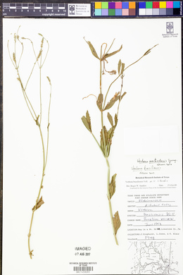 Verbena montevidensis image
