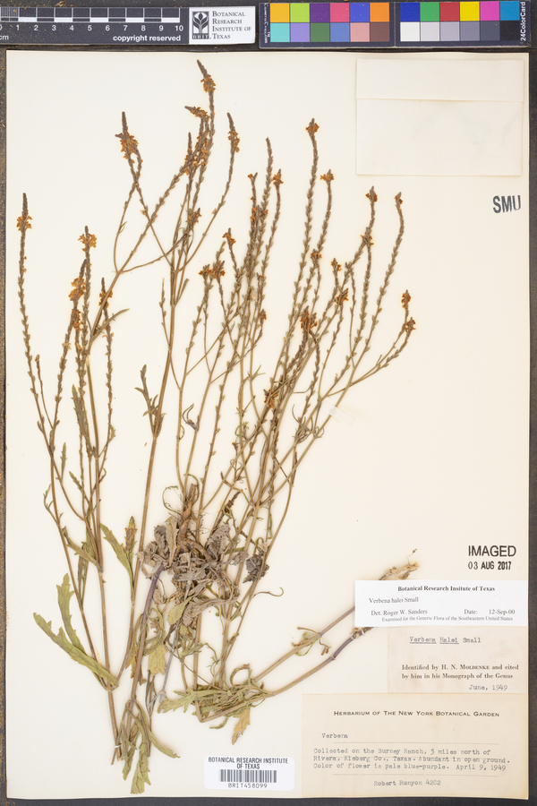 Verbena halei image