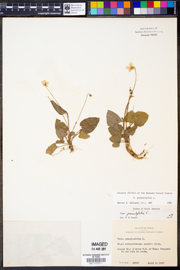 Viola primulifolia image