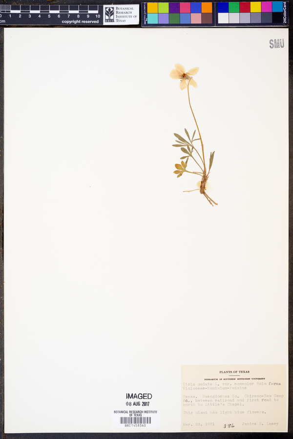 Viola pedata var. concolor image