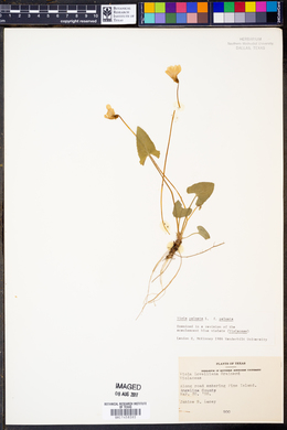 Viola palmata image