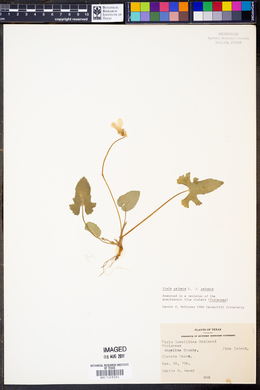 Viola palmata image