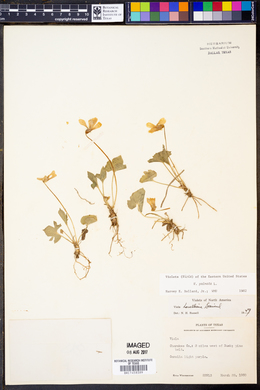 Viola palmata image