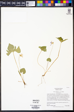 Viola palmata image