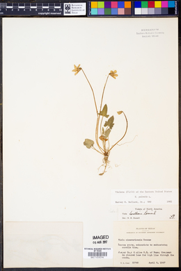 Viola palmata image