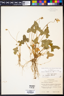 Viola palmata image