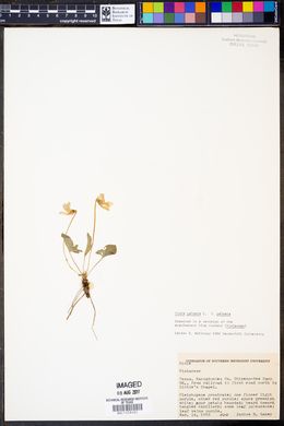 Viola palmata image