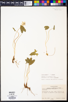 Viola palmata image