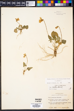 Viola palmata image