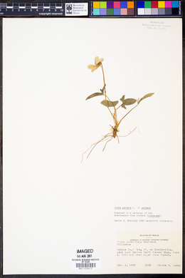 Viola palmata image