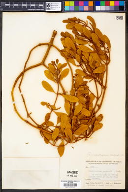 Image of Phoradendron cockerellii