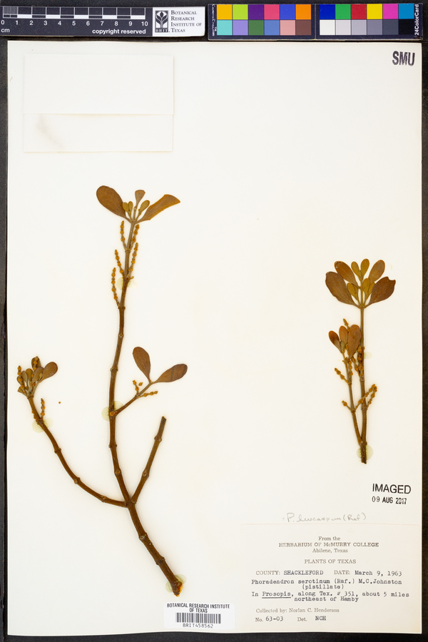 Phoradendron leucarpum image