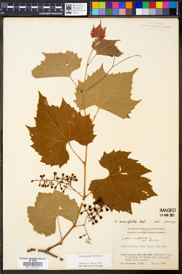 Vitis acerifolia image