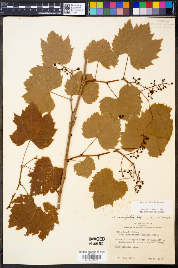 Vitis acerifolia image