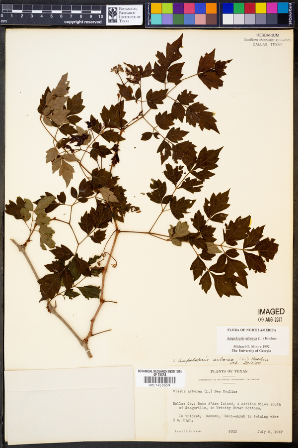 Ampelopsis arborea image