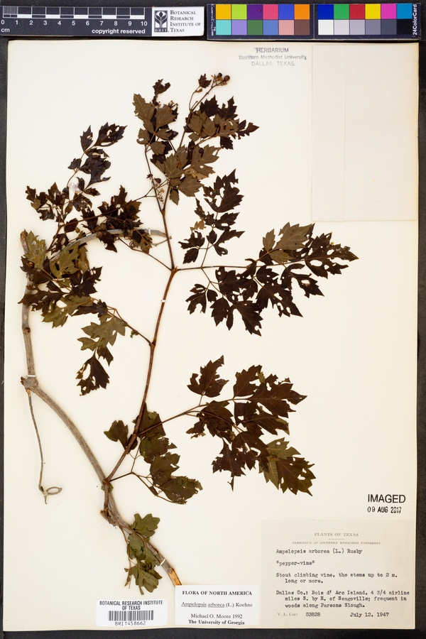 Ampelopsis arborea image