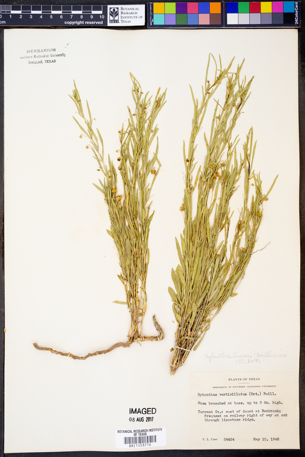 Hybanthus verticillatus var. verticillatus image