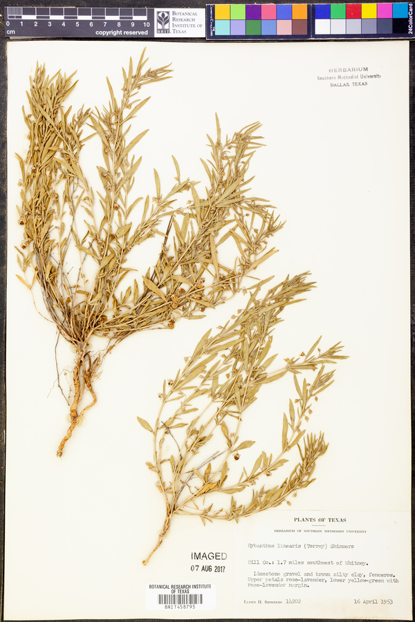 Hybanthus verticillatus var. verticillatus image