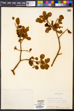 Phoradendron engelmannii image