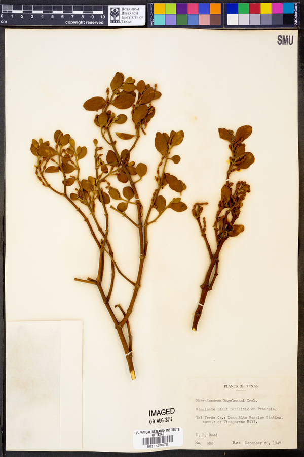 Phoradendron engelmannii image