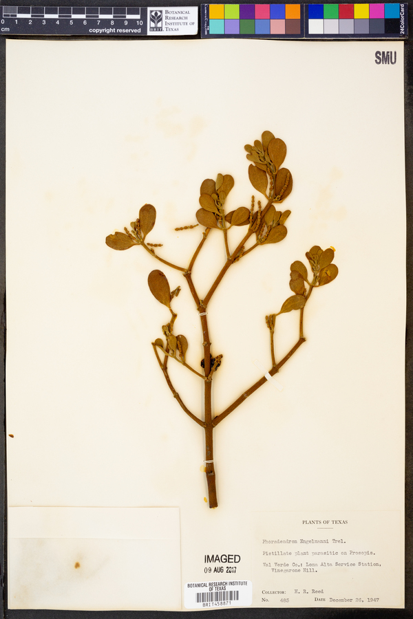 Phoradendron engelmannii image