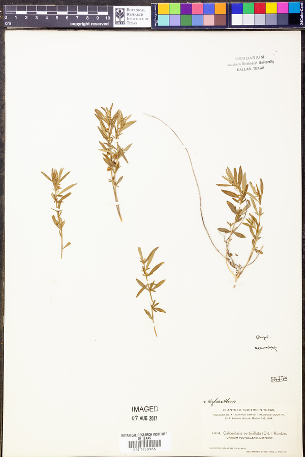 Hybanthus verticillatus var. verticillatus image