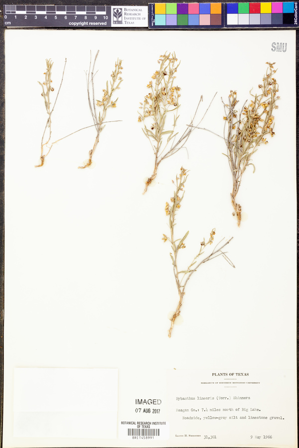 Hybanthus verticillatus var. verticillatus image