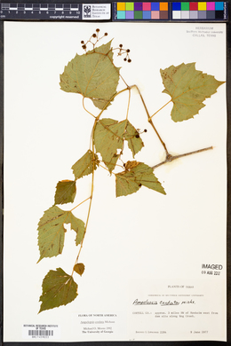 Ampelopsis cordata image