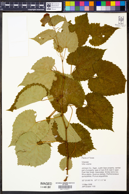 Vitis vulpina image