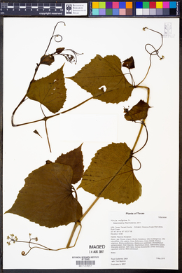 Vitis vulpina image