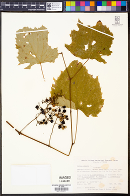 Vitis vulpina image