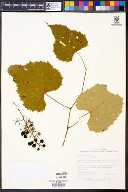 Vitis vulpina image