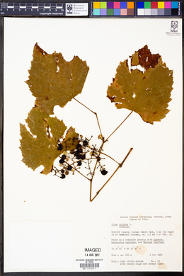 Vitis vulpina image