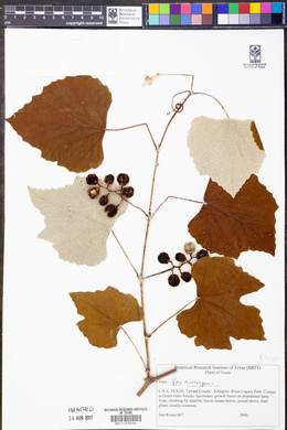 Vitis mustangensis image