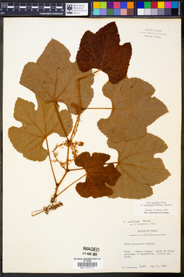 Vitis aestivalis var. lincecumii image