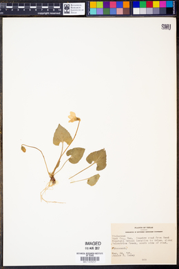 Viola abyssinica image